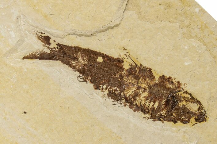 Detailed Fossil Fish (Knightia) - Wyoming #186452